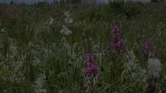 Просто луговые цветы смотреть онлайн