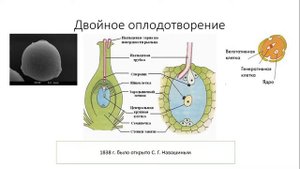 Урок №15 "Опыление. Двойное оплодотворение"