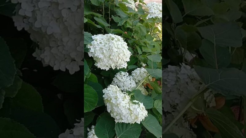 Гортензия цветет