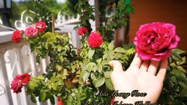 Ana Young Rose Presents..Tree Rose Johann Wolfgang Von Goethe & Tree Rose Red Leonardo da Vinchi смотреть онлайн