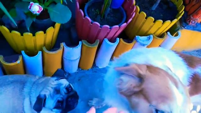 Beautiful "Surfinia" my terrace garden ? смотреть онлайн