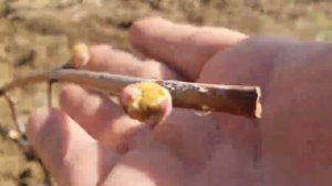 Закладка нового виноградника. Работы в апреле 2024