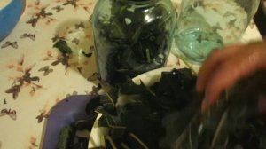 КАК ПРАВИЛЬНО ПРИГОТОВИТЬ ЧАЙ ИЗ  ЛИСТЬЕВ ИНЖИРА.