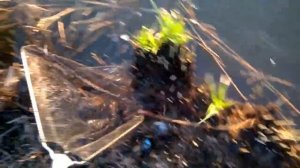 Рыбалка на Закидушки(Донки) Всей Семьей.Трофейный Белый Амур 4,5кг!!!