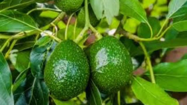 МАСЛО АВОКАДО | ПОЛЕЗНЫЕ И ЛЕЧЕБНЫЕ СВОЙСТВА смотреть онлайн