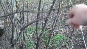 Традиционный лук своими руками. Заготовка дерева (Вишня, Акация))
