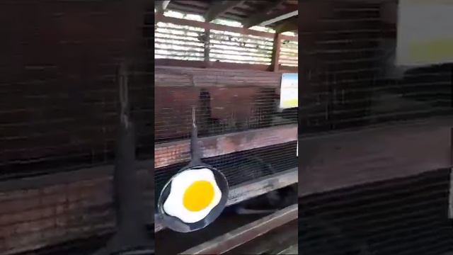 Грузия Тбилиси детский зоопарк смотреть онлайн