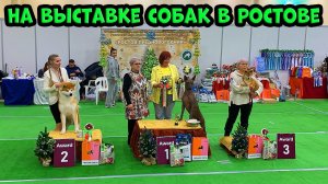 На выставке собак