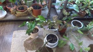 Комнатные цветы/растения. Сингониум. Мини коллекция. Обзор март 2019.