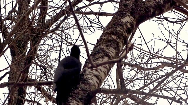 Дятел стучит по березе. смотреть онлайн