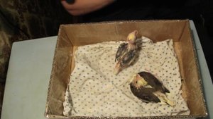 Кормление птенца кореллы . Птенцы выкормыши .