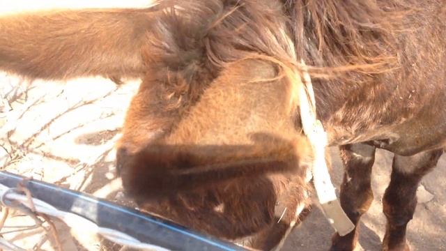 Ослики на Кипре. Donkey on Cyprus