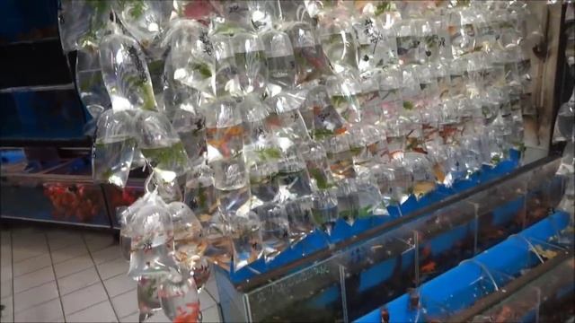 Гонконг Рынок Золотая Рыбка, Коулун