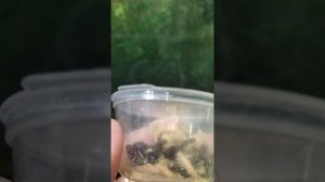 Кормление карликовой лягушки гименохирус