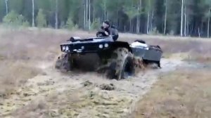медведь про