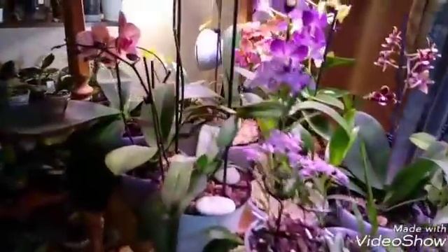 Подставка для Орхидей ЧАКО - 4 | Под Цветы смотреть онлайн