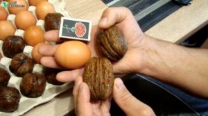 Выращивание грецкого ореха. Бизнес идея