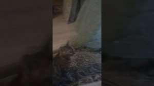 Жузафина—жужа