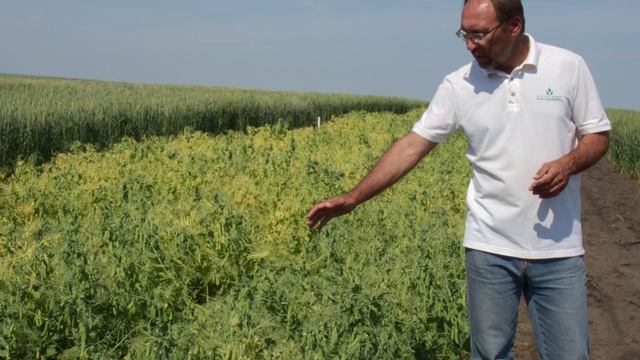 Система первичного семеноводства по методу индивидуально-семейственного отбора