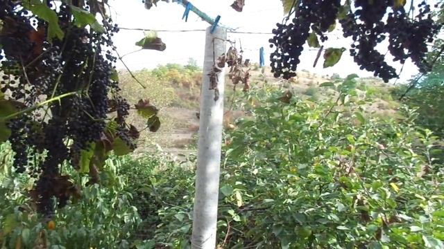 О профанах в виноградарстве. Лучший винный и не винный сорт.