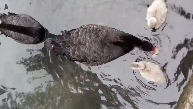 Как я дала утке хлеб смотреть онлайн