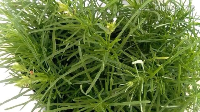 Hemigraphis Repanda Green plant care in malayalamഹെമിഗ്രാഫിസ് റിപാണ്ട#hemigraphisrepandagreen