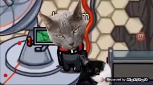 амонг ас и котики