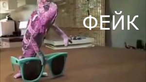 ТОП-10 РЕПТИЛИЙ ДЛЯ ДОМА! Какие рептилии лучше всего подойдут для домашнего содержания!