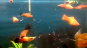 Гигантская рыба- меченосец. Самец или самка?!