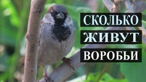 Сколько живут воробьи.mp4