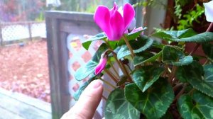 Почему цикламен меняет цвет/ Why cyclamen changes it's color ?