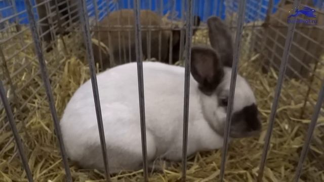 Кролик породы — Саландер смотреть онлайн