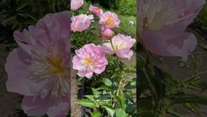 Пион Show Girl|Цветение пионов|Пионы из Голландии|Современные сорта пионов|Пион Шоу Гёрл|Шоу гёрл