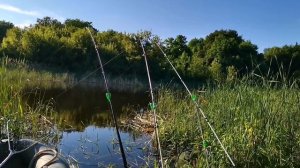 Рыбалка на озере в лесу, ловим карасей, по дороге встретили лису и косулю.