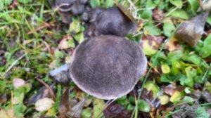 Tricholoma terreum (Рядовка землисто-серая, Мышата), November 3, 2021