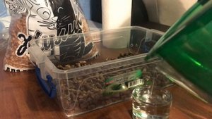 Какой наполнитель нужен для мышей?Кормление,содержание,уход,разведение мышей.