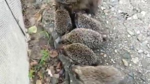 Ежиха с ежатами