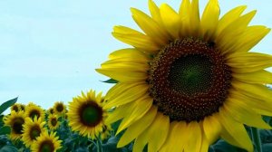 Кругосветное путешествие Гелиантуса