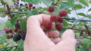Ежевика красная, твёрдая и не созревает - КЛЕЩ!!!