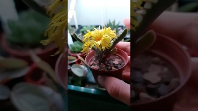 Flower on faucaria tigrina (tiger jaws) plant