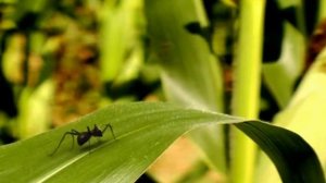 Божья Коровка и кузнечик