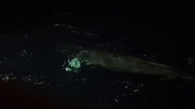 Nord-News: Детеныш кита клянчил еду у мурманских рыбаков. Автор: Костик Линд смотреть онлайн