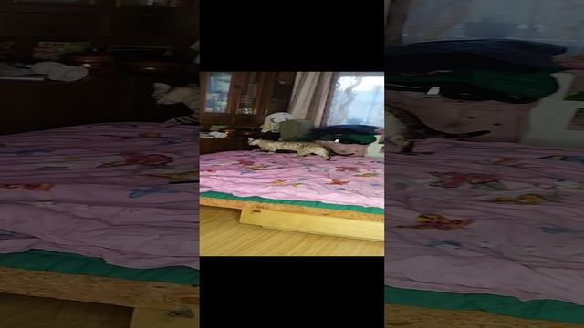 кото школа смотреть онлайн