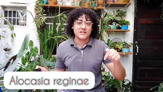 Alocasias: trasplantando y presentando plantas nuevas смотреть онлайн