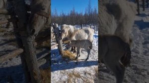 Биэ оготун билиммэт (Кобыла не принимает и не кормит своего жеребенка) часть 1