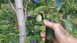 Слива Ненька.Особливості росту розвитку .