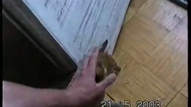 Иногда коты заходят в гости из вентиляционной шахты смотреть онлайн