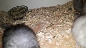 Шиншиллы Ангоры! В чем  Ценность Ангор, сколько они стоят и чем отличаются от обычных Шиншилл!