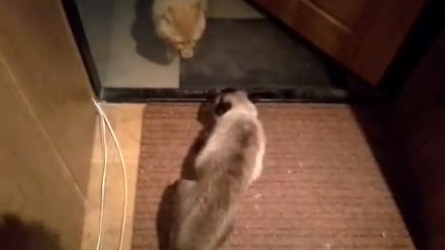 вредные соседи смотреть онлайн