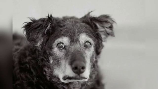 ??? Как кормить пожилую собаку? смотреть онлайн